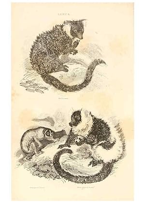 Seller image for Reproduccin/Reproduction 6243495369: The animal kingdom, arranged after its organization London,W. S. Orr and co.,1854 for sale by EL BOLETIN
