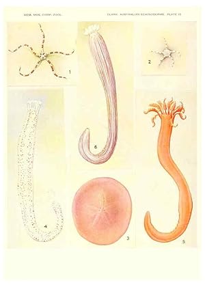 Seller image for Reproduccin/Reproduction 6221111234: Echinoderms from Australia Cambridge, U.S.A. :Printed for the Museum,1938 for sale by EL BOLETIN