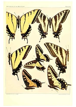 Immagine del venditore per Reproduccin/Reproduction 6234369488: The butterflies of the West Coast of the United States San Bernardino, Calif. :Wright,1906, c1905 venduto da EL BOLETIN