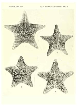 Seller image for Reproduccin/Reproduction 6220591083: Echinoderms from Australia Cambridge, U.S.A. :Printed for the Museum,1938 for sale by EL BOLETIN