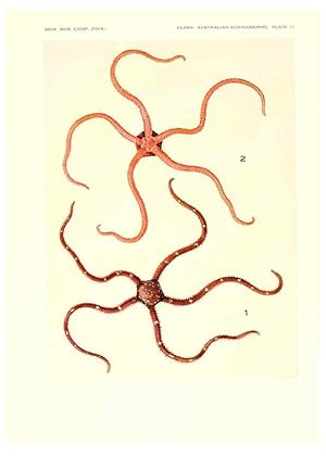 Seller image for Reproduccin/Reproduction 6220590299: Echinoderms from Australia Cambridge, U.S.A. :Printed for the Museum,1938 for sale by EL BOLETIN