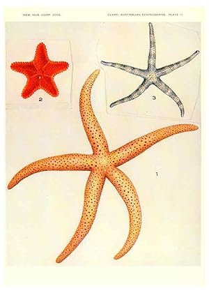 Seller image for Reproduccin/Reproduction 6220570309: Echinoderms from Australia Cambridge, U.S.A. :Printed for the Museum,1938 for sale by EL BOLETIN