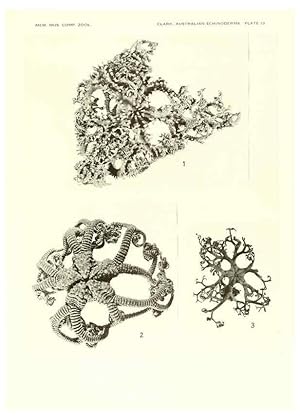 Seller image for Reproduccin/Reproduction 6221112504: Echinoderms from Australia Cambridge, U.S.A. :Printed for the Museum,1938 for sale by EL BOLETIN