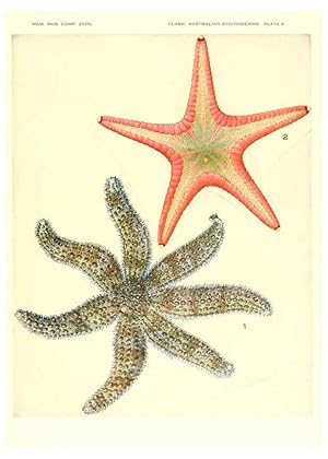 Seller image for Reproduccin/Reproduction 6220569791: Echinoderms from Australia Cambridge, U.S.A. :Printed for the Museum,1938 for sale by EL BOLETIN