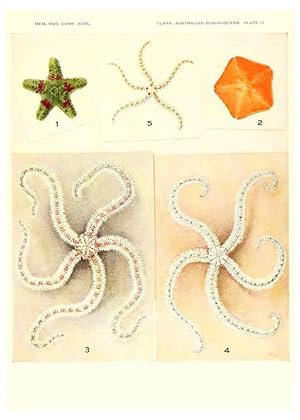 Seller image for Reproduccin/Reproduction 6221091154: Echinoderms from Australia Cambridge, U.S.A. :Printed for the Museum,1938 for sale by EL BOLETIN
