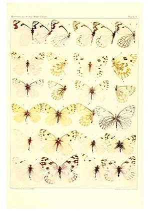 Image du vendeur pour Reproduccin/Reproduction 6234369922: The butterflies of the West Coast of the United States San Bernardino, Calif. :Wright,1906, c1905 mis en vente par EL BOLETIN