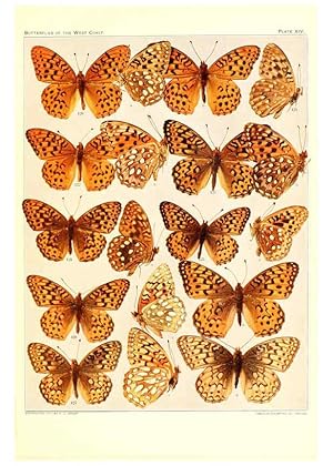 Image du vendeur pour Reproduccin/Reproduction 6234372204: The butterflies of the West Coast of the United States San Bernardino, Calif. :Wright,1906, c1905 mis en vente par EL BOLETIN