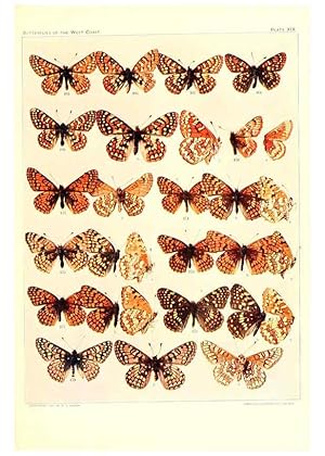 Image du vendeur pour Reproduccin/Reproduction 6233848397: The butterflies of the West Coast of the United States San Bernardino, Calif. :Wright,1906, c1905 mis en vente par EL BOLETIN