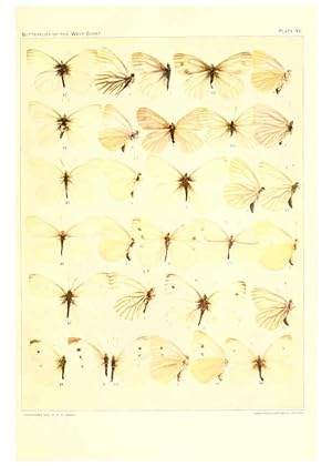Imagen del vendedor de Reproduccin/Reproduction 6234370212: The butterflies of the West Coast of the United States San Bernardino, Calif. :Wright,1906, c1905 a la venta por EL BOLETIN