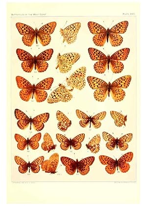 Image du vendeur pour Reproduccin/Reproduction 6234373072: The butterflies of the West Coast of the United States San Bernardino, Calif. :Wright,1906, c1905 mis en vente par EL BOLETIN