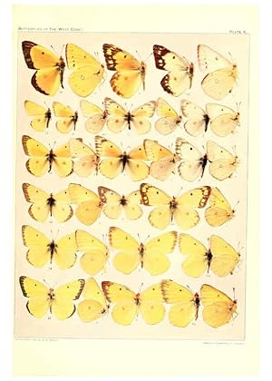 Immagine del venditore per Reproduccin/Reproduction 6234371048: The butterflies of the West Coast of the United States San Bernardino, Calif. :Wright,1906, c1905 venduto da EL BOLETIN