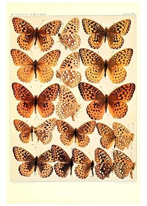 Immagine del venditore per Reproduccin/Reproduction 6233846793: The butterflies of the West Coast of the United States San Bernardino, Calif. :Wright,1906, c1905 venduto da EL BOLETIN