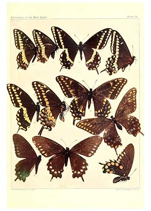 Imagen del vendedor de Reproduccin/Reproduction 6234369718: The butterflies of the West Coast of the United States San Bernardino, Calif. :Wright,1906, c1905 a la venta por EL BOLETIN