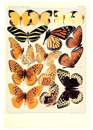 Immagine del venditore per Reproduccin/Reproduction 6233846329: The butterflies of the West Coast of the United States San Bernardino, Calif. :Wright,1906, c1905 venduto da EL BOLETIN