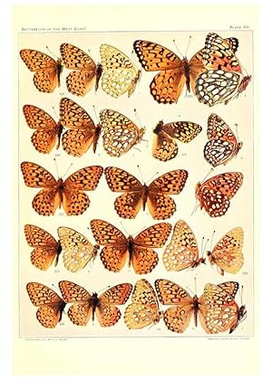 Imagen del vendedor de Reproduccin/Reproduction 6233847271: The butterflies of the West Coast of the United States San Bernardino, Calif. :Wright,1906, c1905 a la venta por EL BOLETIN