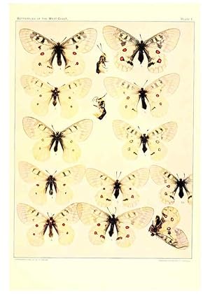 Imagen del vendedor de Reproduccin/Reproduction 6234368908: The butterflies of the West Coast of the United States San Bernardino, Calif. :Wright,1906, c1905 a la venta por EL BOLETIN