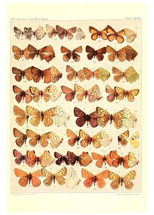 Imagen del vendedor de Reproduccin/Reproduction 6233850751: The butterflies of the West Coast of the United States San Bernardino, Calif. :Wright,1906, c1905 a la venta por EL BOLETIN