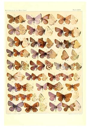 Immagine del venditore per Reproduccin/Reproduction 6233851003: The butterflies of the West Coast of the United States San Bernardino, Calif. :Wright,1906, c1905 venduto da EL BOLETIN