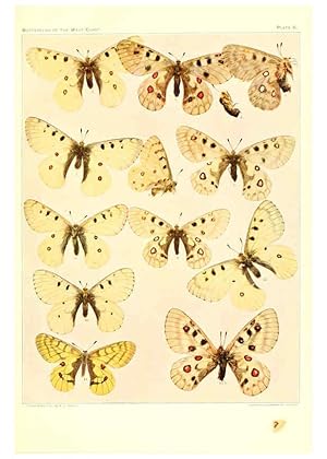 Immagine del venditore per Reproduccin/Reproduction 6233843989: The butterflies of the West Coast of the United States San Bernardino, Calif. :Wright,1906, c1905 venduto da EL BOLETIN