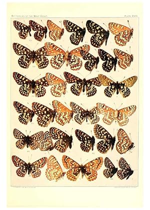 Imagen del vendedor de Reproduccin/Reproduction 6233848107: The butterflies of the West Coast of the United States San Bernardino, Calif. :Wright,1906, c1905 a la venta por EL BOLETIN