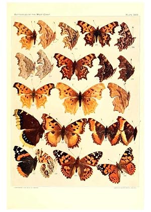 Imagen del vendedor de Reproduccin/Reproduction 6233849381: The butterflies of the West Coast of the United States San Bernardino, Calif. :Wright,1906, c1905 a la venta por EL BOLETIN