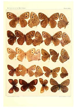 Imagen del vendedor de Reproduccin/Reproduction 6234375068: The butterflies of the West Coast of the United States San Bernardino, Calif. :Wright,1906, c1905 a la venta por EL BOLETIN