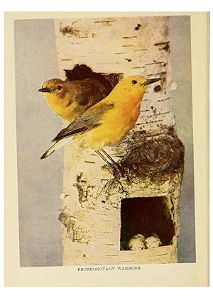 Seller image for Reproduccin/Reproduction 6256986171: Birds of lakeside and prairie Chicago,A.W. Mumford[1901] for sale by EL BOLETIN