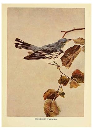 Seller image for Reproduccin/Reproduction 6256986449: Birds of lakeside and prairie Chicago,A.W. Mumford[1901] for sale by EL BOLETIN