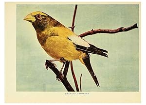 Seller image for Reproduccin/Reproduction 6257518282: Birds of lakeside and prairie Chicago,A.W. Mumford[1901] for sale by EL BOLETIN