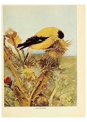 Seller image for Reproduccin/Reproduction 6257517362: Birds of lakeside and prairie Chicago,A.W. Mumford[1901] for sale by EL BOLETIN