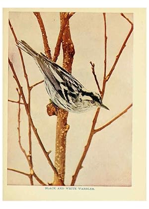 Seller image for Reproduccin/Reproduction 6256988257: Birds of lakeside and prairie Chicago,A.W. Mumford[1901] for sale by EL BOLETIN