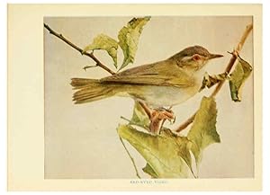 Seller image for Reproduccin/Reproduction 6257518836: Birds of lakeside and prairie Chicago,A.W. Mumford[1901] for sale by EL BOLETIN