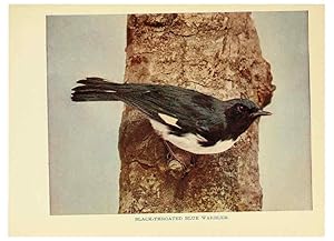 Seller image for Reproduccin/Reproduction 6256990109: Birds of lakeside and prairie Chicago,A.W. Mumford[1901] for sale by EL BOLETIN