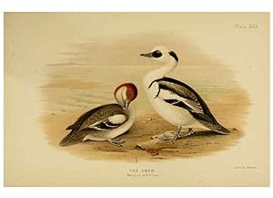 Immagine del venditore per Reproduccin/Reproduction 6254575064: The Indian ducks and their allies [Bombay] :Published by the Bombay Natural History Society ;1908 venduto da EL BOLETIN