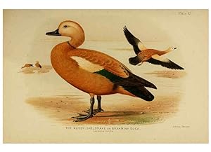 Immagine del venditore per Reproduccin/Reproduction 6254570446: The Indian ducks and their allies [Bombay] :Published by the Bombay Natural History Society ;1908 venduto da EL BOLETIN