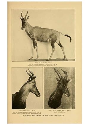 Seller image for Reproduccin/Reproduction 6254869670: Life-histories of African game animals New York,C. Scribners Sons,1914 for sale by EL BOLETIN