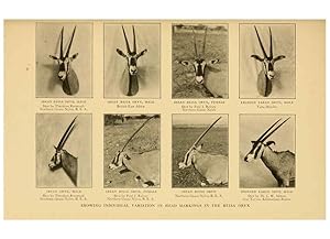 Seller image for Reproduccin/Reproduction 6254869242: Life-histories of African game animals New York,C. Scribners Sons,1914 for sale by EL BOLETIN