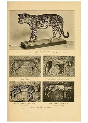 Seller image for Reproduccin/Reproduction 6254332751: Life-histories of African game animals New York,C. Scribners Sons,1914 for sale by EL BOLETIN