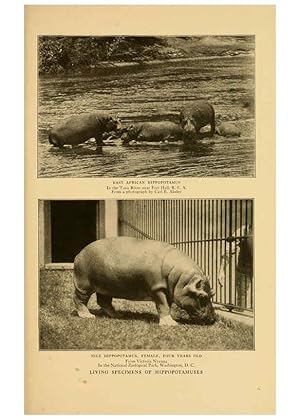 Seller image for Reproduccin/Reproduction 6254866002: Life-histories of African game animals New York,C. Scribners Sons,1914 for sale by EL BOLETIN