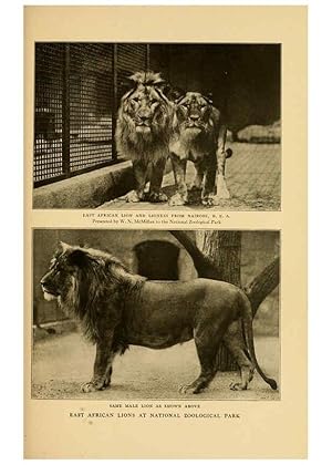 Seller image for Reproduccin/Reproduction 6254862396: Life-histories of African game animals New York,C. Scribners Sons,1914 for sale by EL BOLETIN