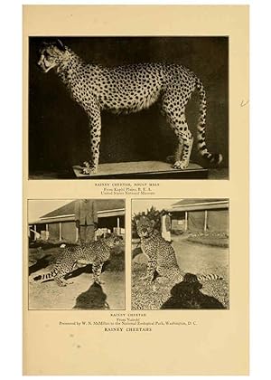 Seller image for Reproduccin/Reproduction 6254333167: Life-histories of African game animals New York,C. Scribners Sons,1914 for sale by EL BOLETIN