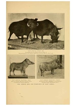 Seller image for Reproduccin/Reproduction 6254334319: Life-histories of African game animals New York,C. Scribners Sons,1914 for sale by EL BOLETIN