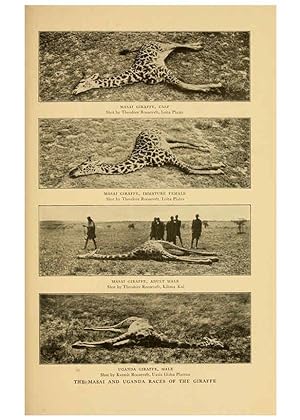 Seller image for Reproduccin/Reproduction 6254335735: Life-histories of African game animals New York,C. Scribners Sons,1914 for sale by EL BOLETIN