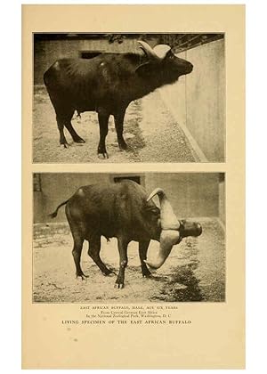 Seller image for Reproduccin/Reproduction 6254341857: Life-histories of African game animals New York,C. Scribners Sons,1914 for sale by EL BOLETIN