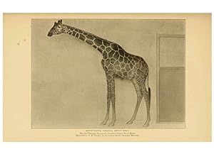 Seller image for Reproduccin/Reproduction 6254336861: Life-histories of African game animals New York,C. Scribners Sons,1914 for sale by EL BOLETIN