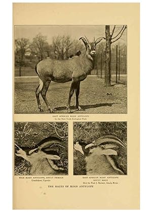 Seller image for Reproduccin/Reproduction 6254337291: Life-histories of African game animals New York,C. Scribners Sons,1914 for sale by EL BOLETIN