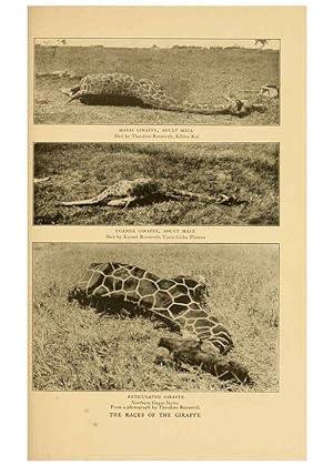 Seller image for Reproduccin/Reproduction 6254335355: Life-histories of African game animals New York,C. Scribners Sons,1914 for sale by EL BOLETIN