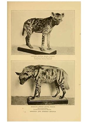 Seller image for Reproduccin/Reproduction 6254333573: Life-histories of African game animals New York,C. Scribners Sons,1914 for sale by EL BOLETIN