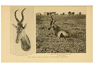 Seller image for Reproduccin/Reproduction 6254872220: Life-histories of African game animals New York,C. Scribners Sons,1914 for sale by EL BOLETIN