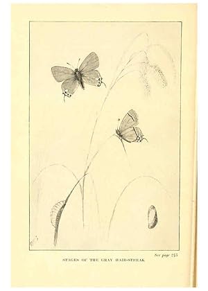 Seller image for Reproduccin/Reproduction 6220533294: .Butterflies worth knowing Garden City, New York,Doubleday, Page & company[c1917] for sale by EL BOLETIN